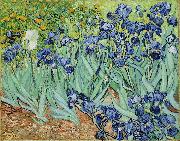 Irises Vincent Van Gogh